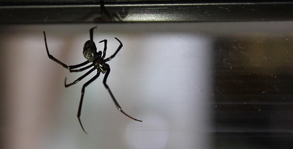Black Widow Spider in Window