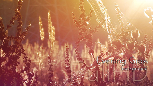 Wild Grass in Sunset Rays alt
