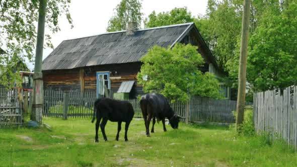 Russian Karelian Village Kojvuselga Landscape