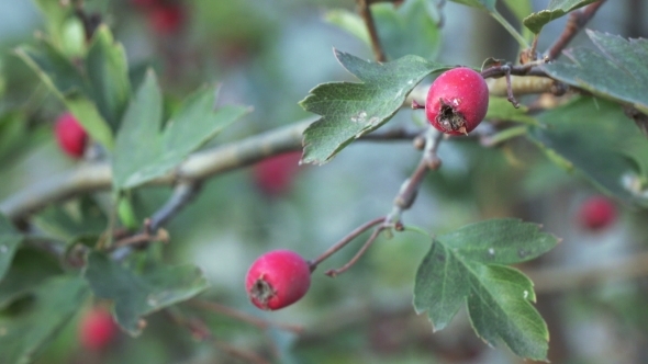 Dog-rose Fruit alt