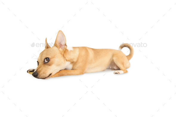 Cute dog chewing bone toy on white background