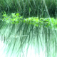 Pond - VideoHive Item for Sale