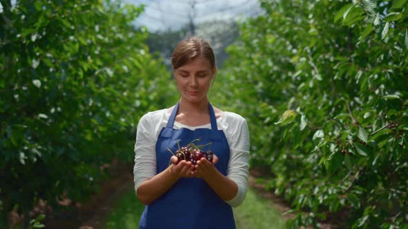 Agronomist Present Harvested Cherry in Orchard alt