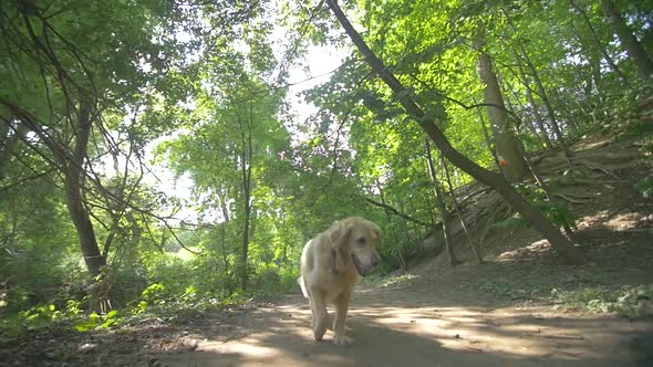 Golden Retriever Dog Running Towards Camera Along Forest Path