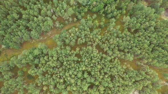 AERIAL: Top View Shot of Wild Natural Siberia Forest in Spring