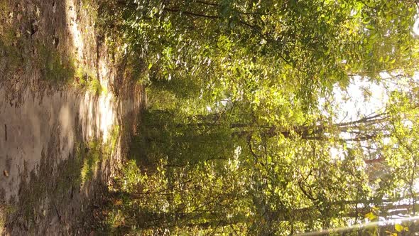 Vertical Video of the Forest on an Autumn Day Slow Motion alt