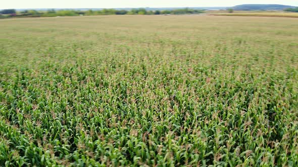 Drone Flying Over a Cornfield Green Agriculture