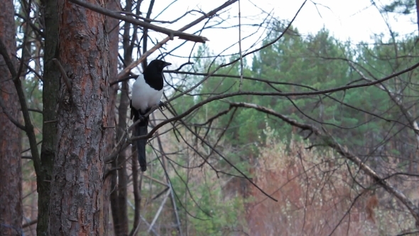 Magpie Sitting On Pine Branch
