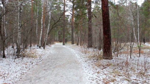 Winter Forest In Snow