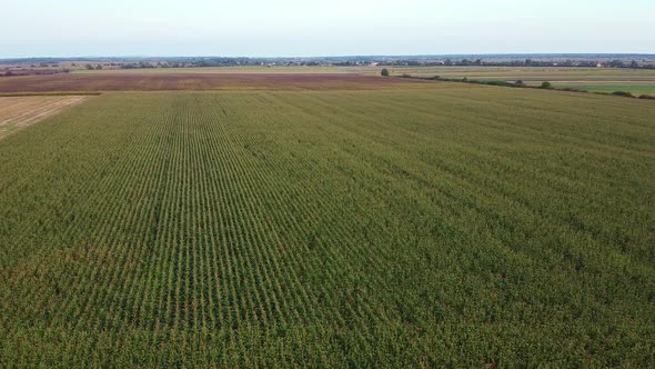Drone Flying Over a Cornfield Green Agriculture