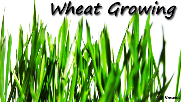 Wheat Growing