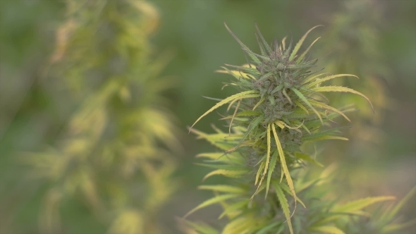 Homegrown Marijuana Plant