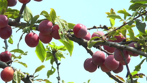 Plums on a Branch