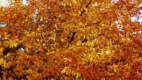 Autumn. Yellow Leaves On a Tree alt