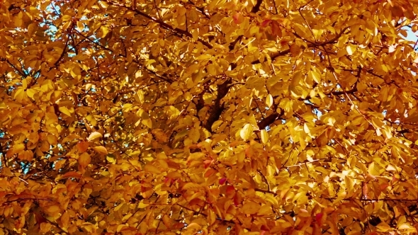 Yellow Leaves On a Tree alt