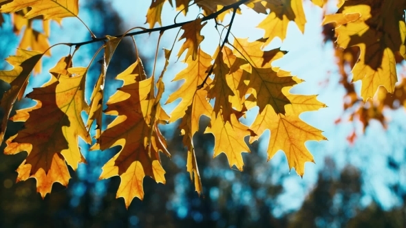 Autumn Oak Leaves Swaying In The Wind alt