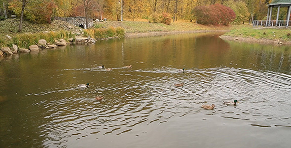 Lake In Autumn