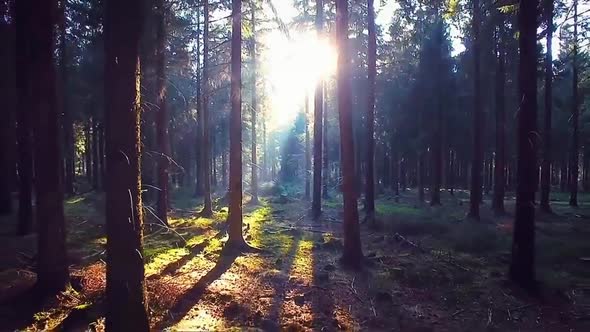 Sunshine in the forest