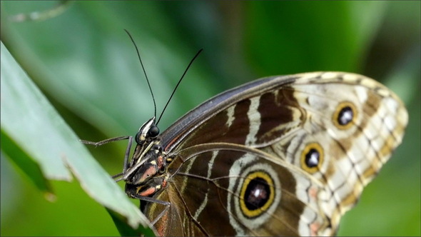 A Butterfly with Brown White and Black Spotted 