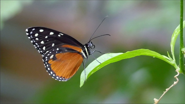 Black Orange Butterfly with White Spots on Wings