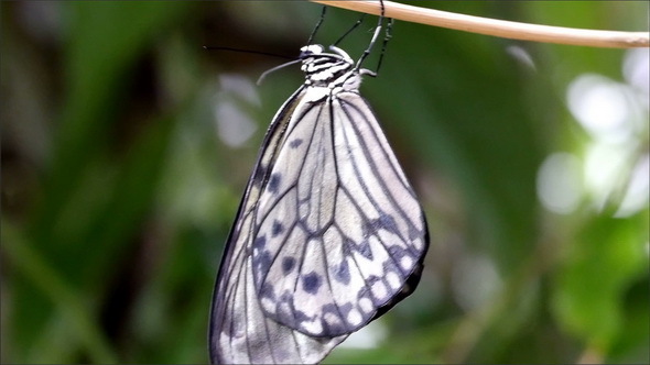 A Black and White Striped Butterfly is Hanging  