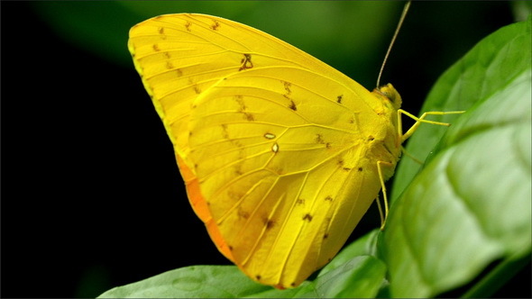 Pretty Yellow Small Butterfly on a Leaf