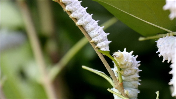 Small Butterfly Moths or Caterpillars