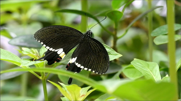 Green Plants Surrounding the Black Butterfly