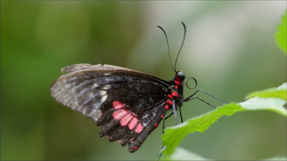 Butterfly with Long Antenna Standing on a Leaf alt