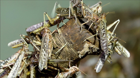 Lots of Grasshoppers Flocked in a Wooden Log alt