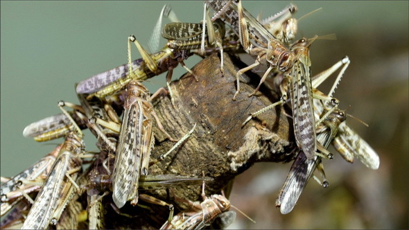 Lots of Grasshoppers Flocked in a Wooden Log