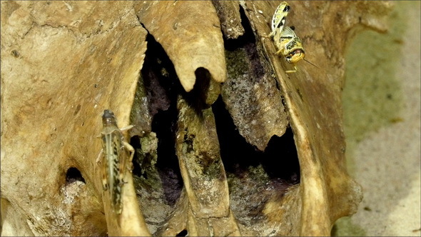 Two Grasshoppers are on the Edge of a Log