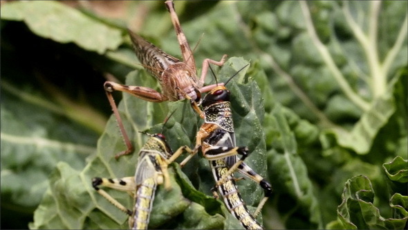 Three Big Grasshoppers Eating Some Leaf