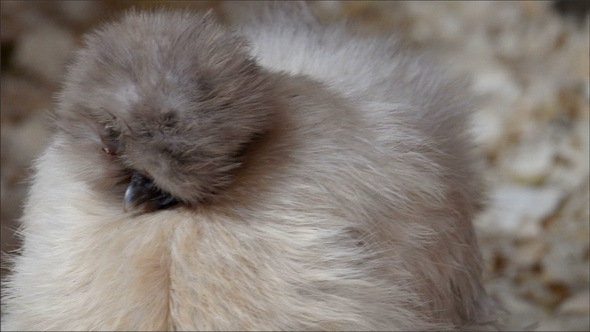 A Kind of Silkie Chicken with White Feathers