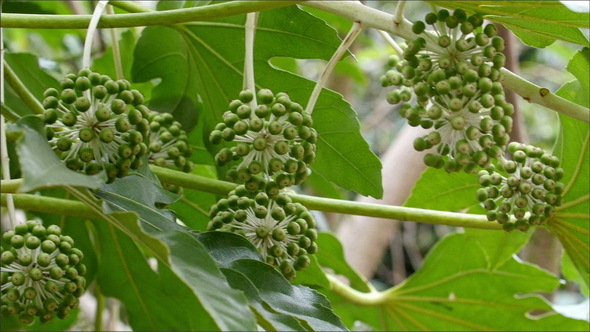 A Green Plant with Fruits Bearing like Small Grape alt