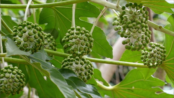 A Green Plant with Fruits Bearing like Small Grape
