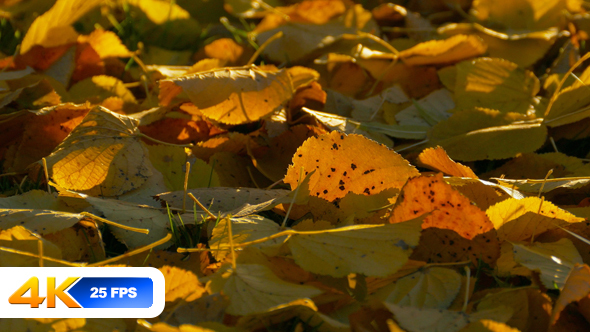 Autumn Leaves on Ground alt