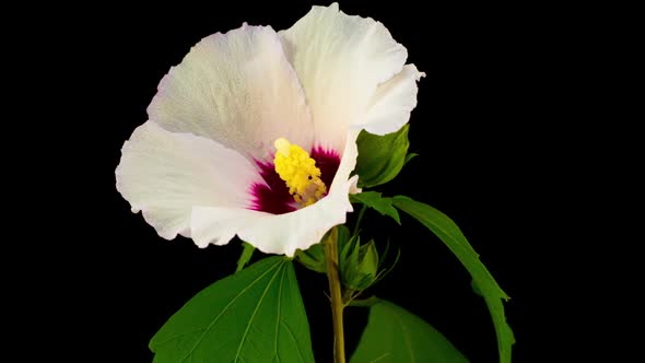 White Hibiscus Flower Blooming alt