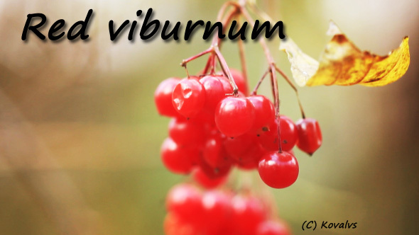 Red Viburnum