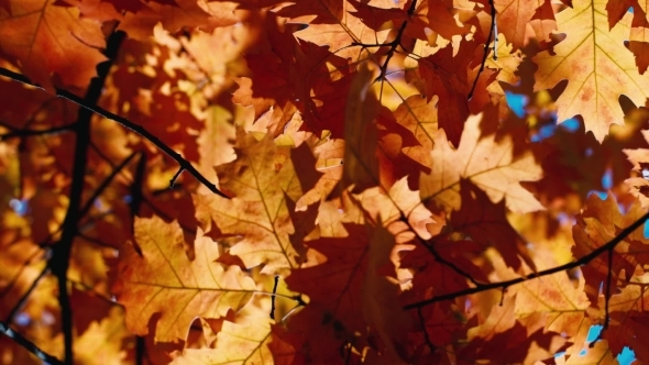 Autumn Oak Leaves Swaying In The Wind, Stock Footage | VideoHive