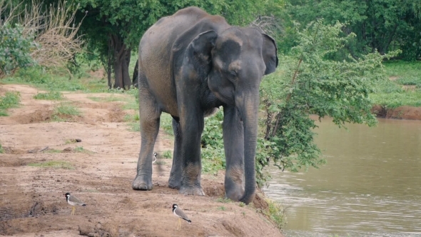 Elephant Taking Going Into River In Sri Lanka