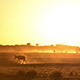 Africa Sunset Impala - VideoHive Item for Sale