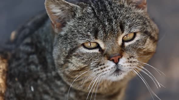 Sad cat winks with his eye. The thoroughbred Scottish Fold meows. A sad look from a pet. Hungry 