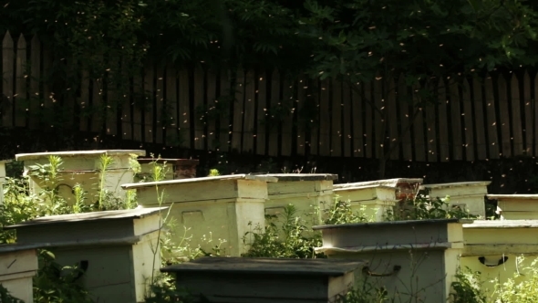 Hive Bees Behind Fence