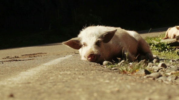 Pig At Mountain Road