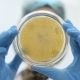Microbiology Laboratory Work, Petri Dish - VideoHive Item for Sale