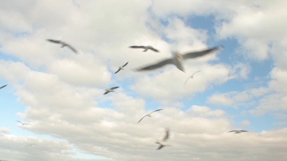 Seagulls In The Sky