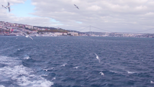 Istanbul Bosphorus Bridge and Seagulls
