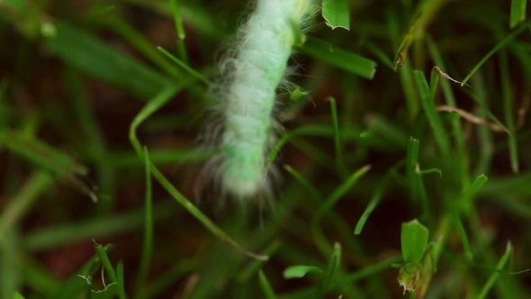 Hairy Caterpillars alt