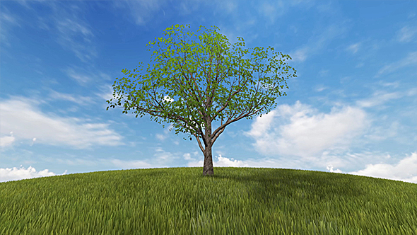 Animation Of a Growing Tree On a Green Hill